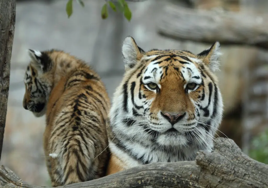 Jarní výlet do Zoo: Zážitek pro celou rodinu s eBenefity 4 IMG 2025 11 21 4868