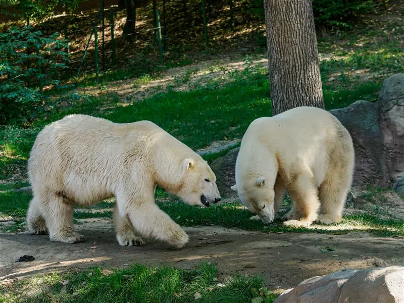 Jarní výlet do Zoo: Zážitek pro celou rodinu s eBenefity 5 Medved ledni 2025 09 20