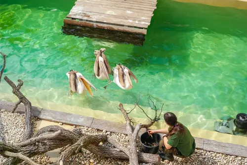 Jarní výlet do Zoo: Zážitek pro celou rodinu s eBenefity 5 Zoo Brno shutterstock 2627028257