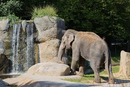 Jarní výlet do Zoo: Zážitek pro celou rodinu s eBenefity 4 Zoo Hluboka shutterstock 2522100911