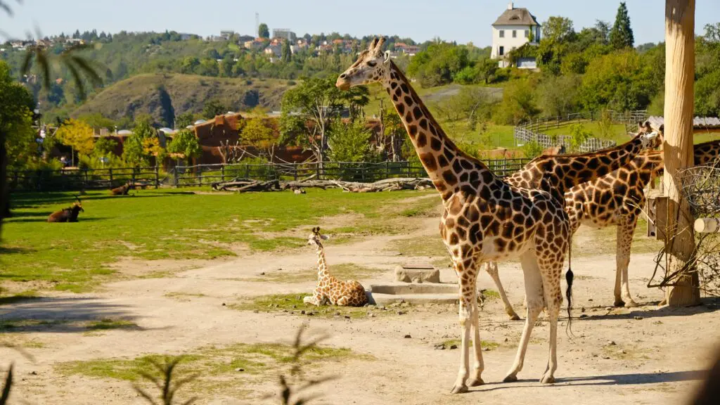 Jarní výlet do Zoo: Zážitek pro celou rodinu s eBenefity 2 Zoo Zlin