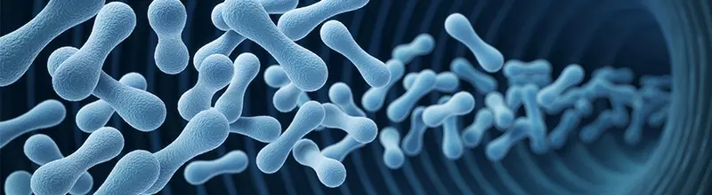 Kimchi, Movement, and Wellbeing: How to Support a Happy Microbiome 1 Jak na štastný mikrobiom s eBenefity